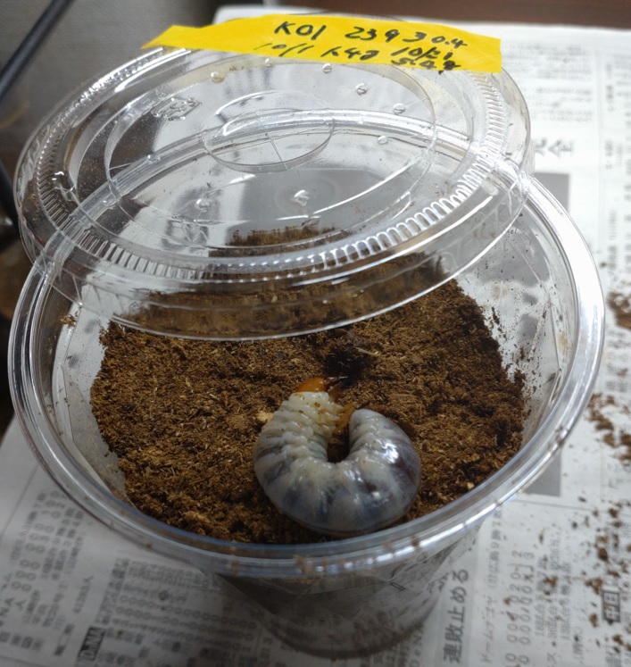 ｺｸﾜｶﾞﾀ♂×ｵｵｸﾜｶﾞﾀ♀=ﾁｭｳｸﾜｶﾞﾀの幼虫 KO1成長過程_2023年10月21日